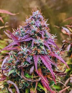 Grizzly Crinkle Auto by Mephisto Genetics at OFFER!