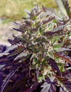 Crème Bubbly Auto: Mephisto Genetics. 6 % OFF