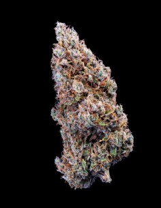 Mephisto Genetics' Bubbasquanch Auto: A Cultivator's Dream