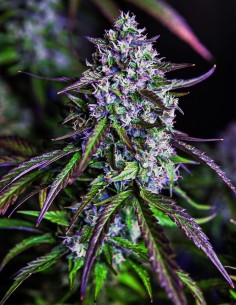 3Wok OG Auto by Mephisto Genetics - 6 % OFF