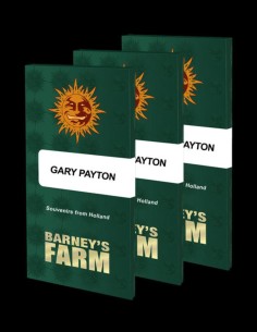 Gary Payton Strain by Barney's Farm - Premium Cannabis 2