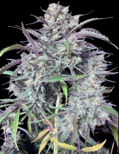 Strawnana Auto by Crockett Family Farms - Autoflower Seeds