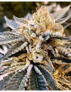 Fuel Truck Auto by Crockett Family Farms- Autoflower Seeds