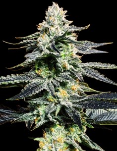 Crockett's Autodog Auto by Crockett Family Farms Seeds