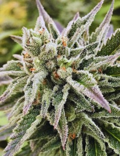 AutoGuav Auto by Crockett Family Farms - Autoflower Seeds