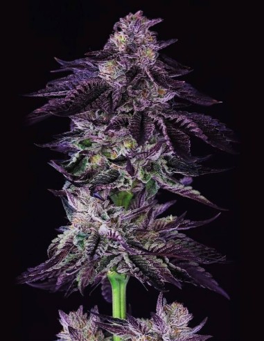 Grape-X Regular (Crockett Family Farm) 🍇 Cannabis Seeds