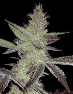 Strawberry Daze (Crockett Family Farm) 🍓 Cannabis Seeds