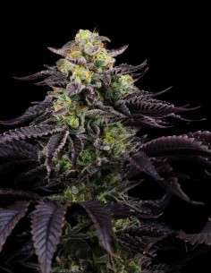 Icee Melt Regular (Crockett Family Farm) Cannabis Seeds