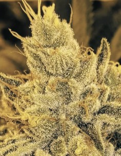 Strawnana Juice (Crockett Family Farm) Cannabis Seeds