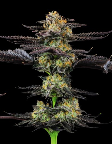 Strawnana Dulce (Crockett Family Farms) Cannabis Seeds