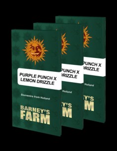 Purple Punch x Lemon Drizzle (Barney's Farm) -11% OFF