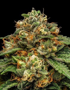 Kroma Strain by Ripper Seeds - 11% Discount Now!