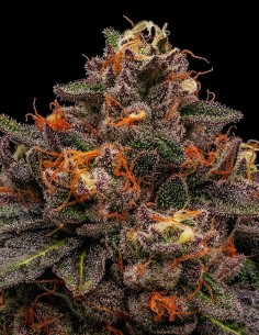 Korenji Strain Feminized by Ripper Seeds - 11% Discount Now!