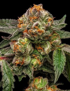 Zake Strain Feminized by Ripper Seeds - 11% Discount Now!