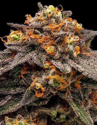 Shimo Strain Feminized by Ripper Seeds - 11% Discount Now!