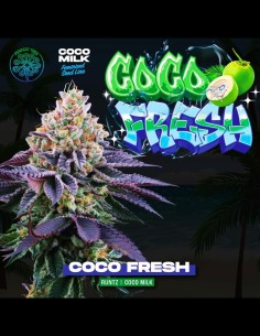Coco Fresh Strain (Perfect Tree) Feminized Seeds