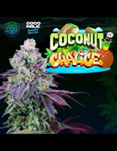 Coconut Chalice Strain (Perfect Tree) Feminized Seeds