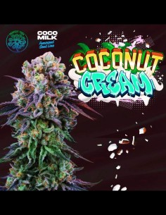 Coconut Cream Strain (Perfect Tree) Feminized Seeds