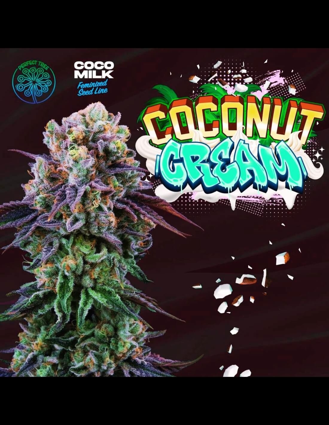 Coconut Cream by Perfect Tree