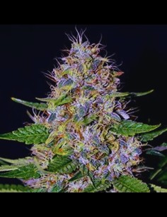 Apple Crumble Strain (G13 Labs) Feminized Seeds