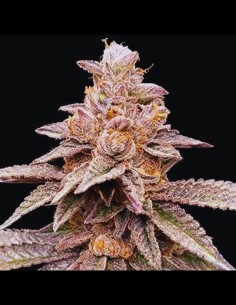 Banana Latte Strain (G13 Labs) Feminized Seeds