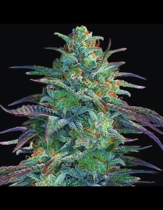 Eggnog OG Strain (G13 Labs) Feminized Seeds
