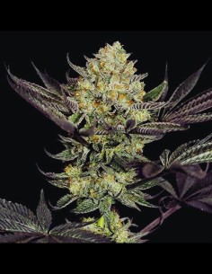 Face Mask Strain (G13 Labs) Feminized Seeds