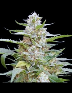 Lemon Amber Kush Strain (G13 Labs) Feminized Seeds