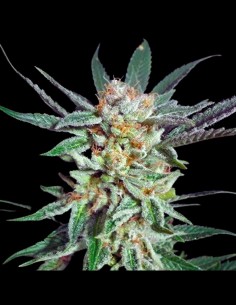 Orange Cinnamon Swirl Strain (G13 Labs) Feminized Seeds