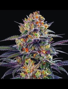 Auto Jealous Mary Strain (G13 Labs) Autoflowering Seeds