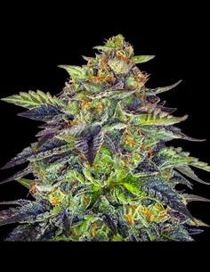 Auto London Cream Cake (G13 Labs) Autoflowering Seeds