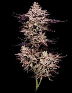 El Valle Haze Strain (Compound Genetics) Feminized Seeds