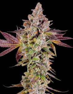 Permafunk Strain (Compound Genetics) Feminized Seeds
