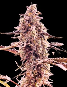 Animorph Mints (Compound Genetics) Feminized Seeds