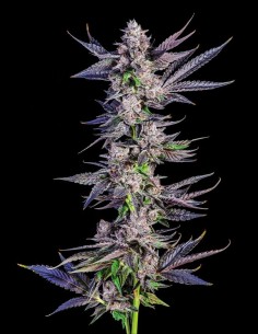Menthol Runtz Strain (Compound Genetics) Feminized Seeds