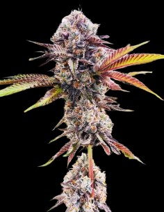 Jet Puft Strain (Compound Genetics) Feminized Seeds