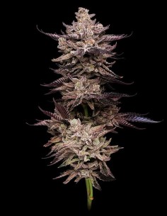 Frosted Fujis Strain (Compound Genetics) Feminized Seeds