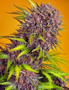 Auto Diablo Rojo XL Strain (Sweet Seeds) Autoflowering