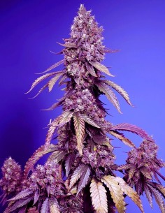 Black Muffin F1 Fast Version (Sweet Seeds) Feminized