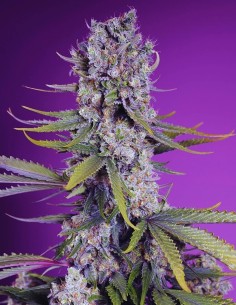 Papaya Zoap F1 Fast Version (Sweet Seeds) Feminized