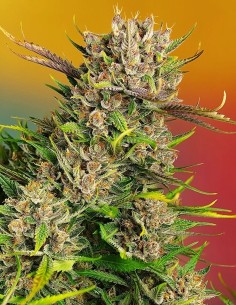 Auto Papaya Zoap (Sweet Seeds) Autoflowering