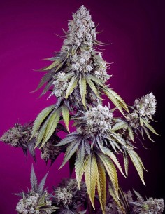 Auto Jealousy Z XL (Sweet Seeds) Autoflowering