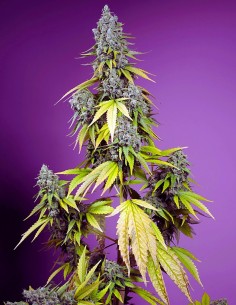 Auto Jet Fuel Mandarine XL (Sweet Seeds) Autoflowering