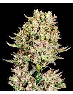Garlic Jam by Atlas Seed - High THC, Colorful Buds | Buy Now