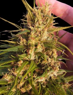 Oaxaca A5 Haze Strain (Ace Seeds) Feminized Seeds 2