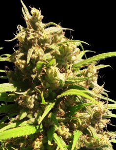 Oaxaca A5 Haze Strain (Ace Seeds) Feminized Seeds