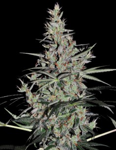 Oaxaca x Panama Regular (Ace Seeds) - Real Sativa Power 2