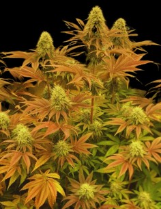 Lemon ZiZi LTD Regular Strain Seeds (Karma Genetics) 2