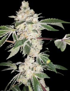 Citron Sour Regular Strain Seeds (Karma Genetics) 2