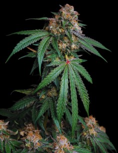 Sour Lemon Mochi Regular Strain Seeds (Karma Genetics) 2